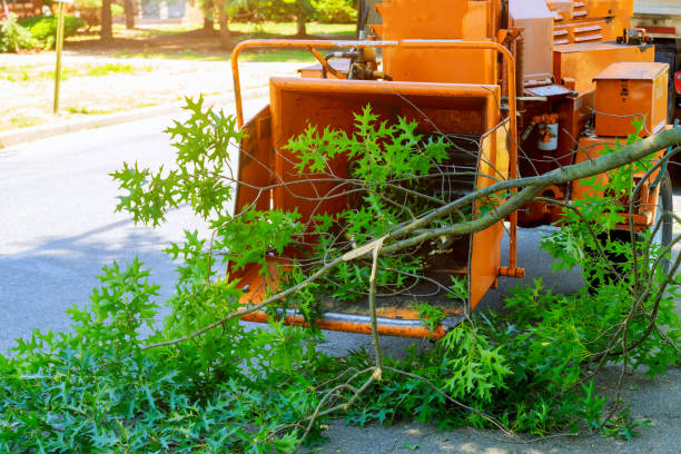 How Our Tree Care Process Works  in  Olcott, NY