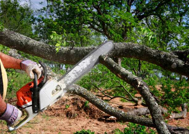 Best Commercial Tree Services  in Olcott, NY